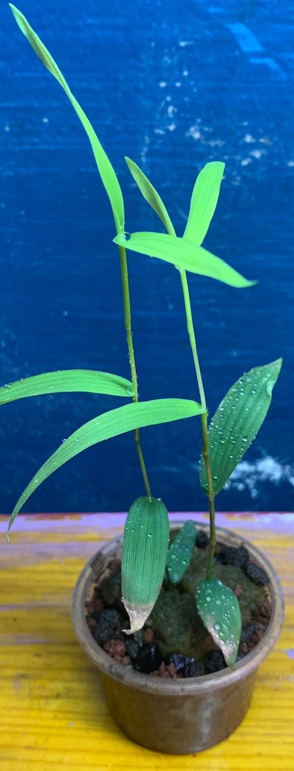 Murdannia Keisak
