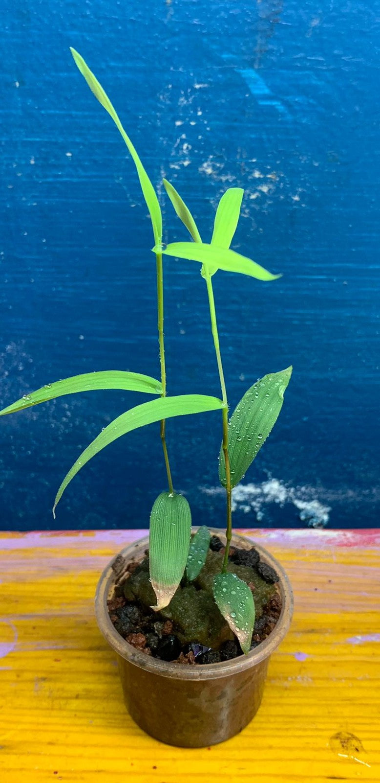Murdannia Keisak
