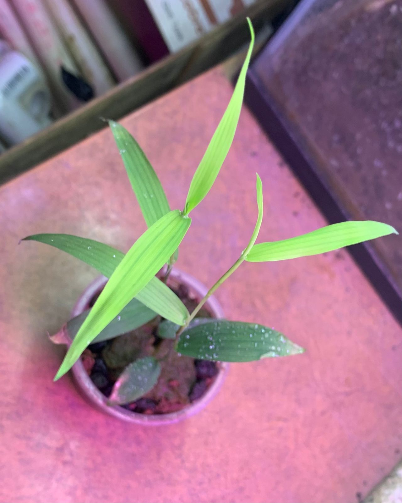 Murdannia Keisak