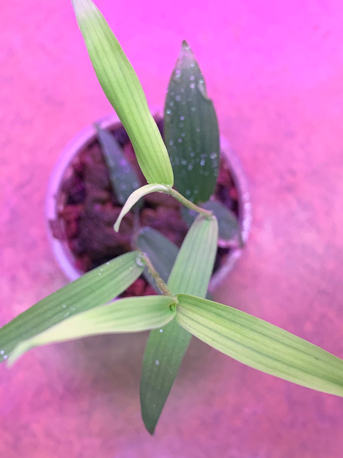 Murdannia Keisak