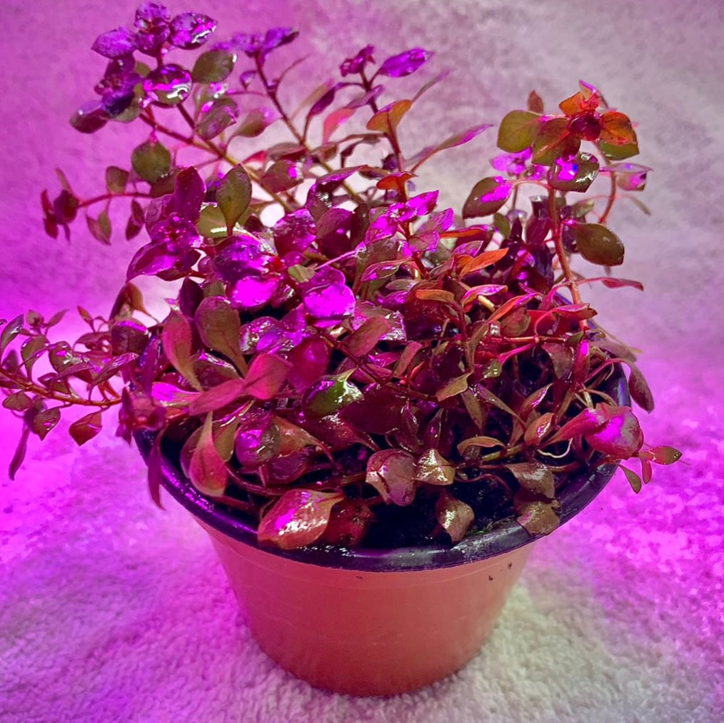 Ludwigia Mini "Super Red"