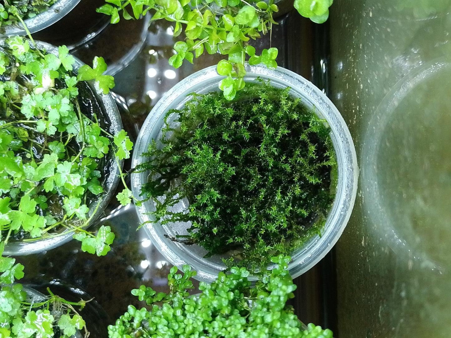Musgo flama "Flame Moss"