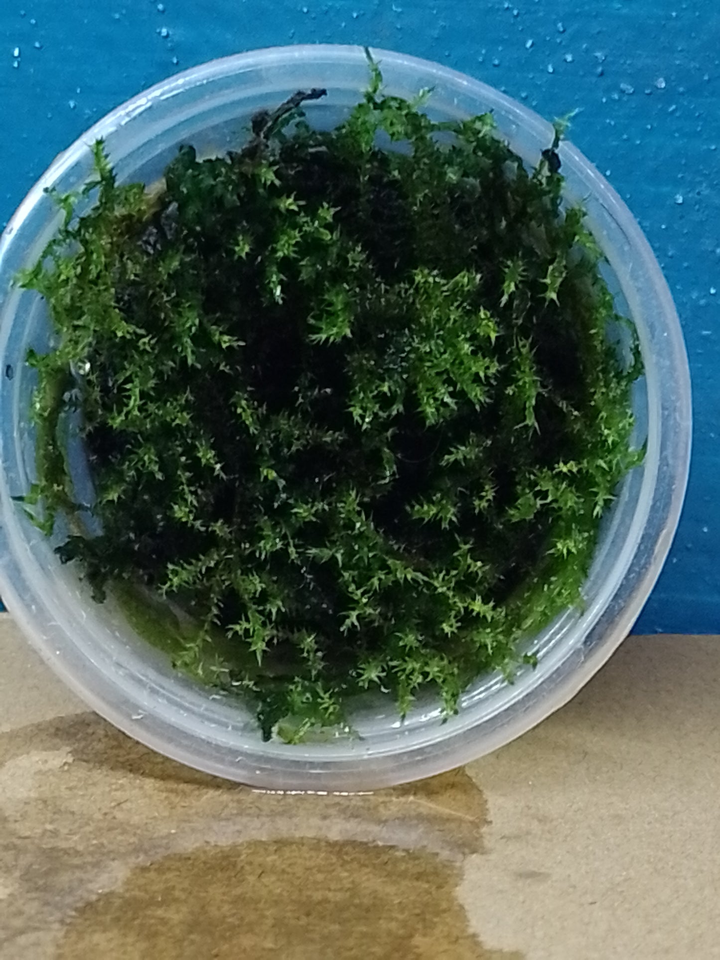 Musgo flama "Flame Moss"