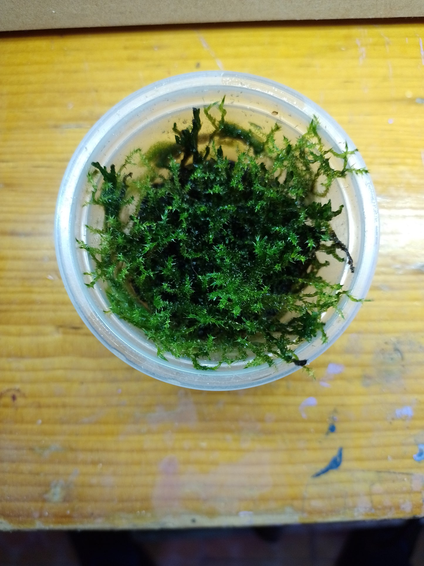 Musgo flama "Flame Moss"