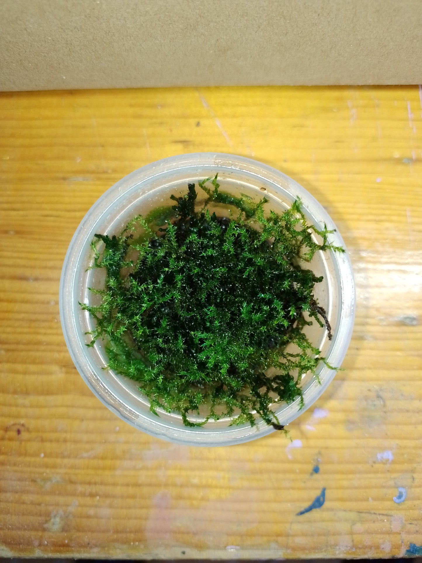 Musgo flama "Flame Moss"