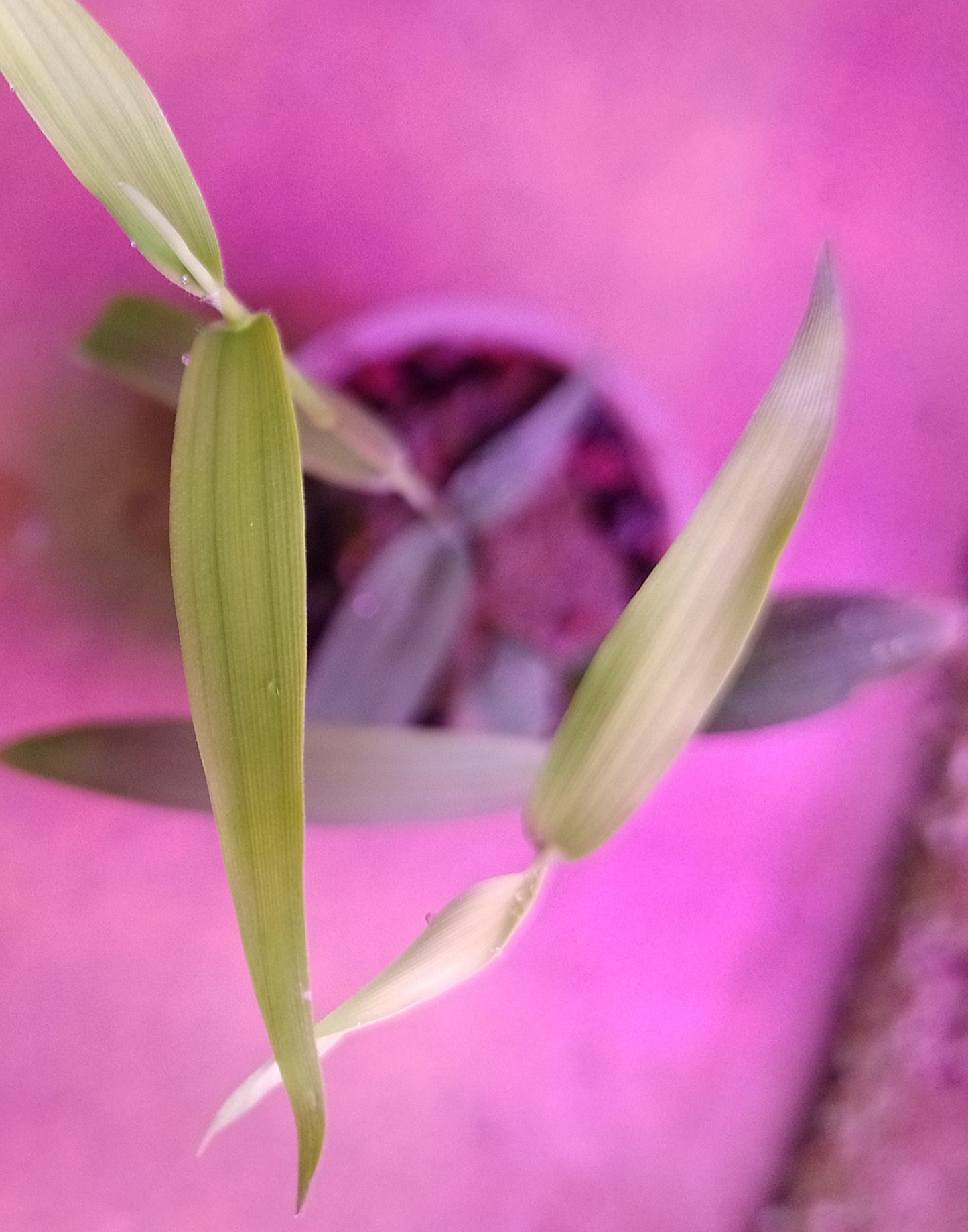 Murdannia Keisak