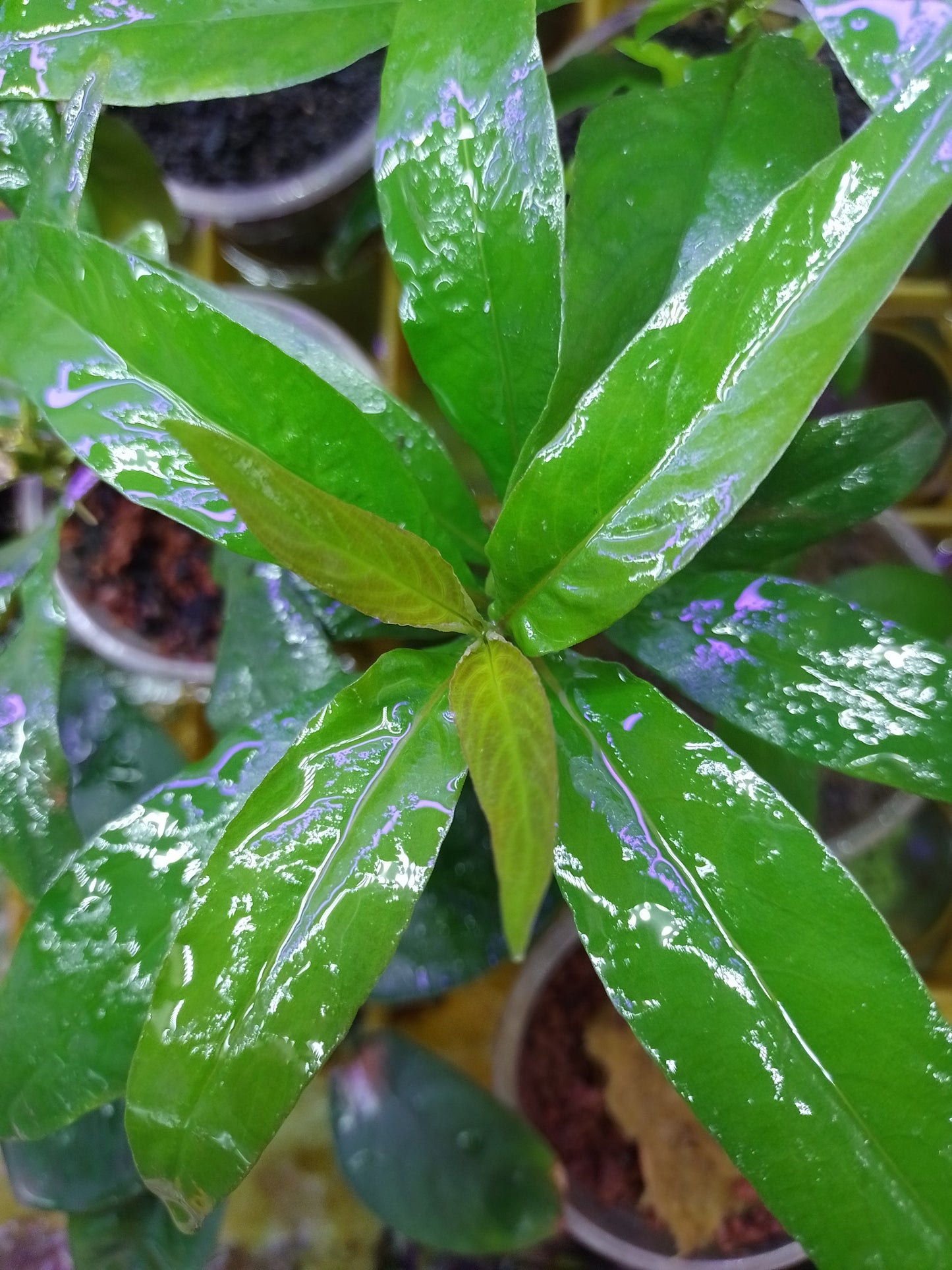 Hygrophyla Corimbosa