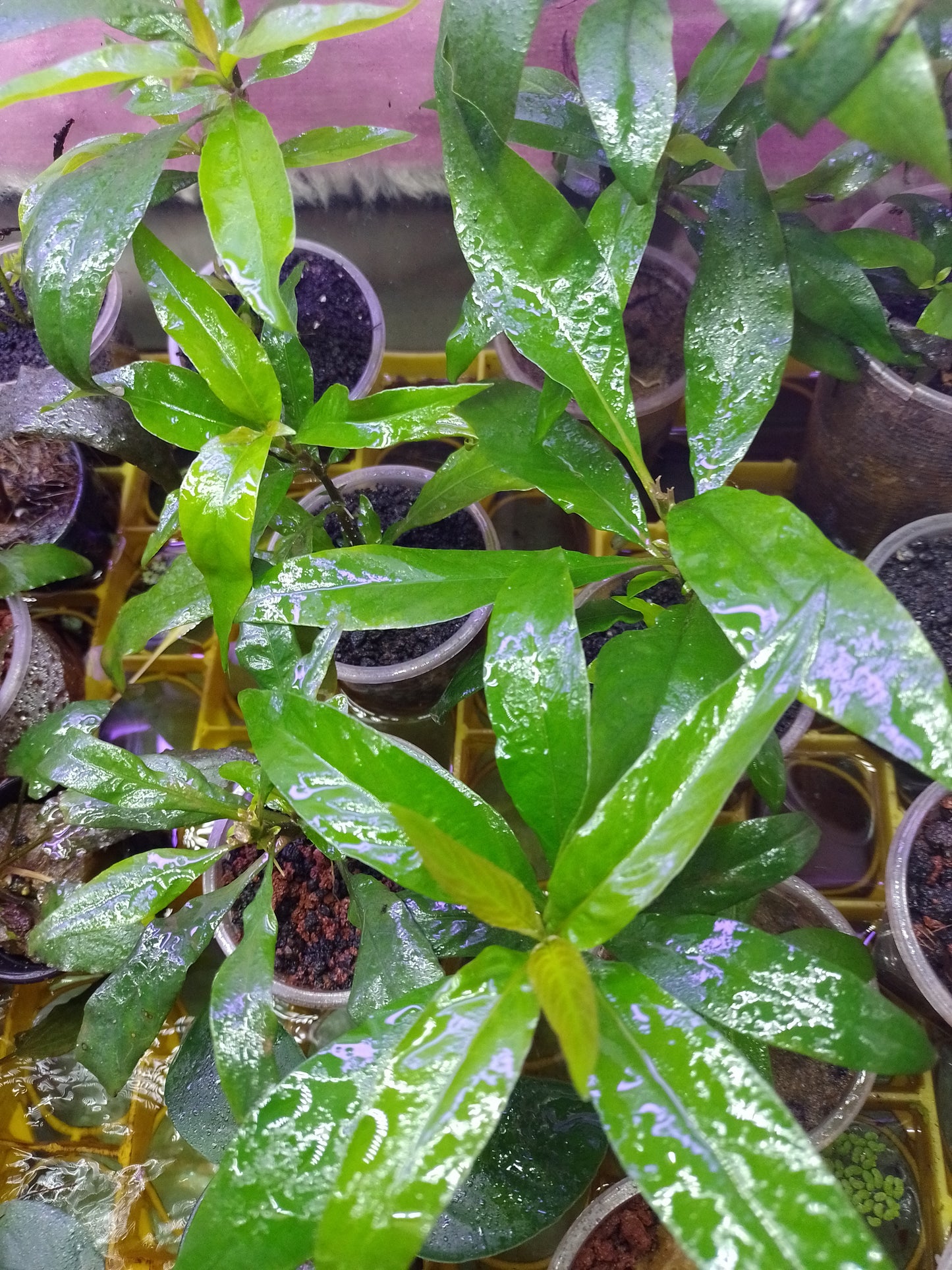 Hygrophyla Corimbosa