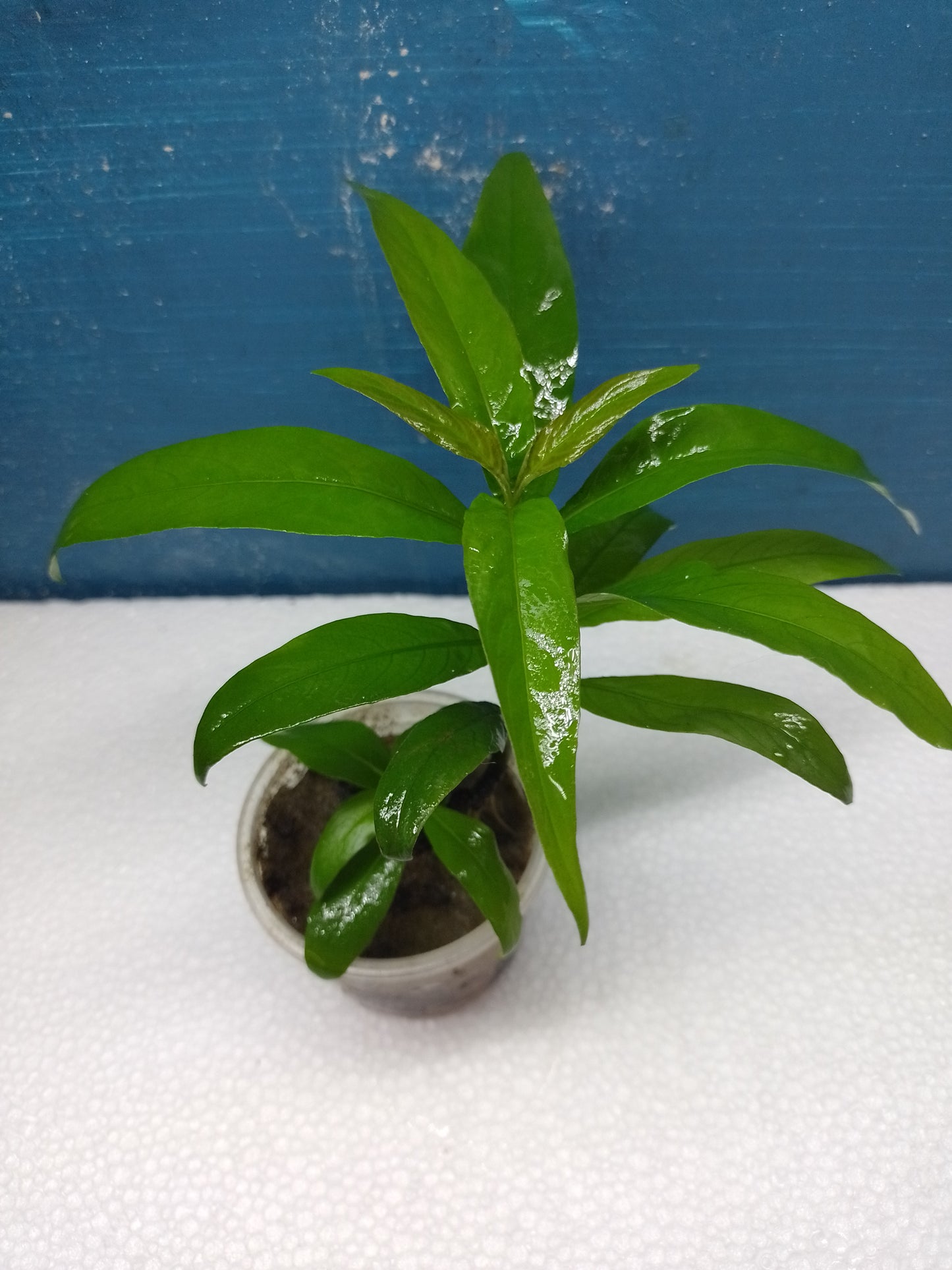 Hygrophyla Corimbosa