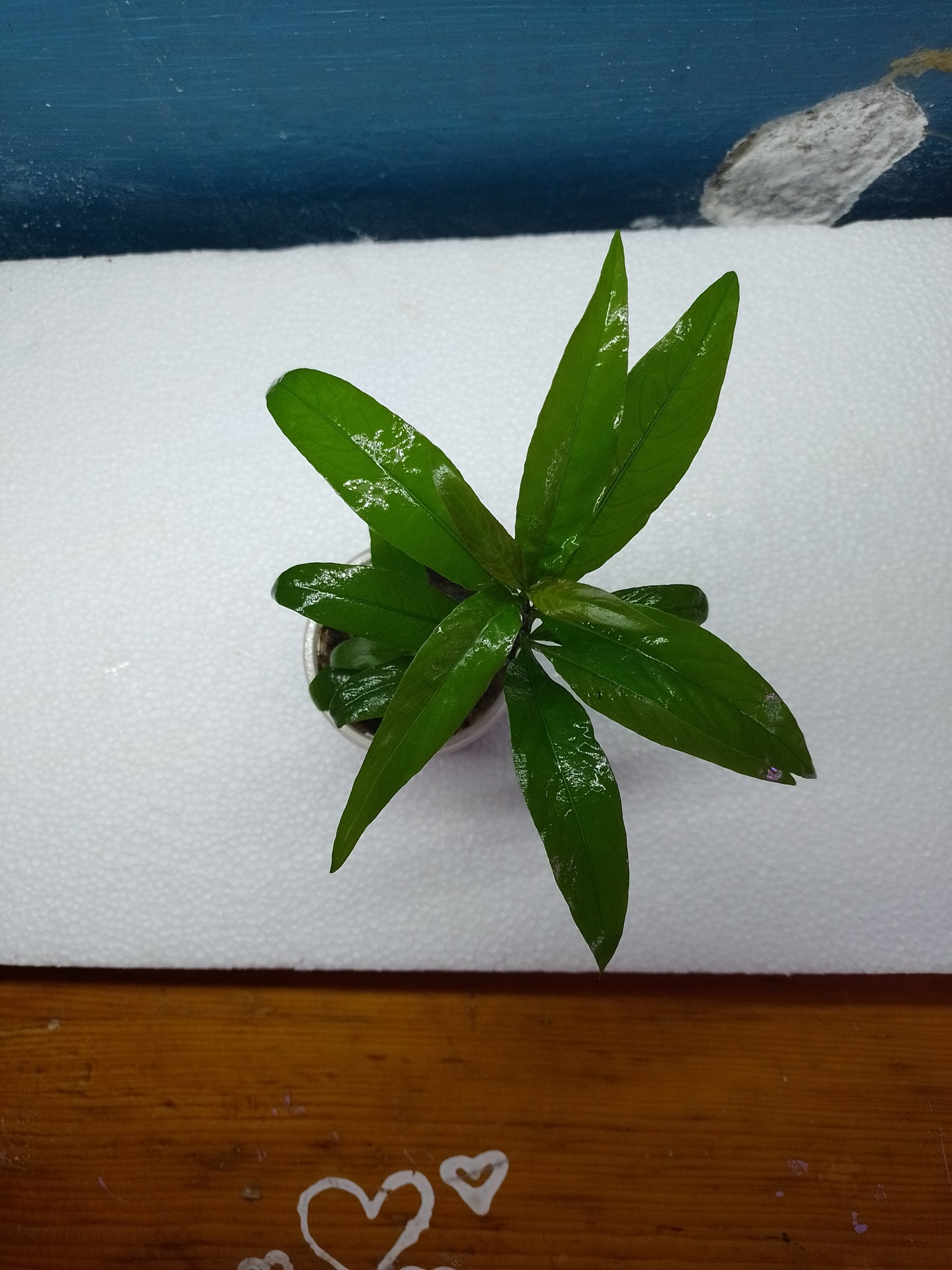 Hygrophyla Corimbosa