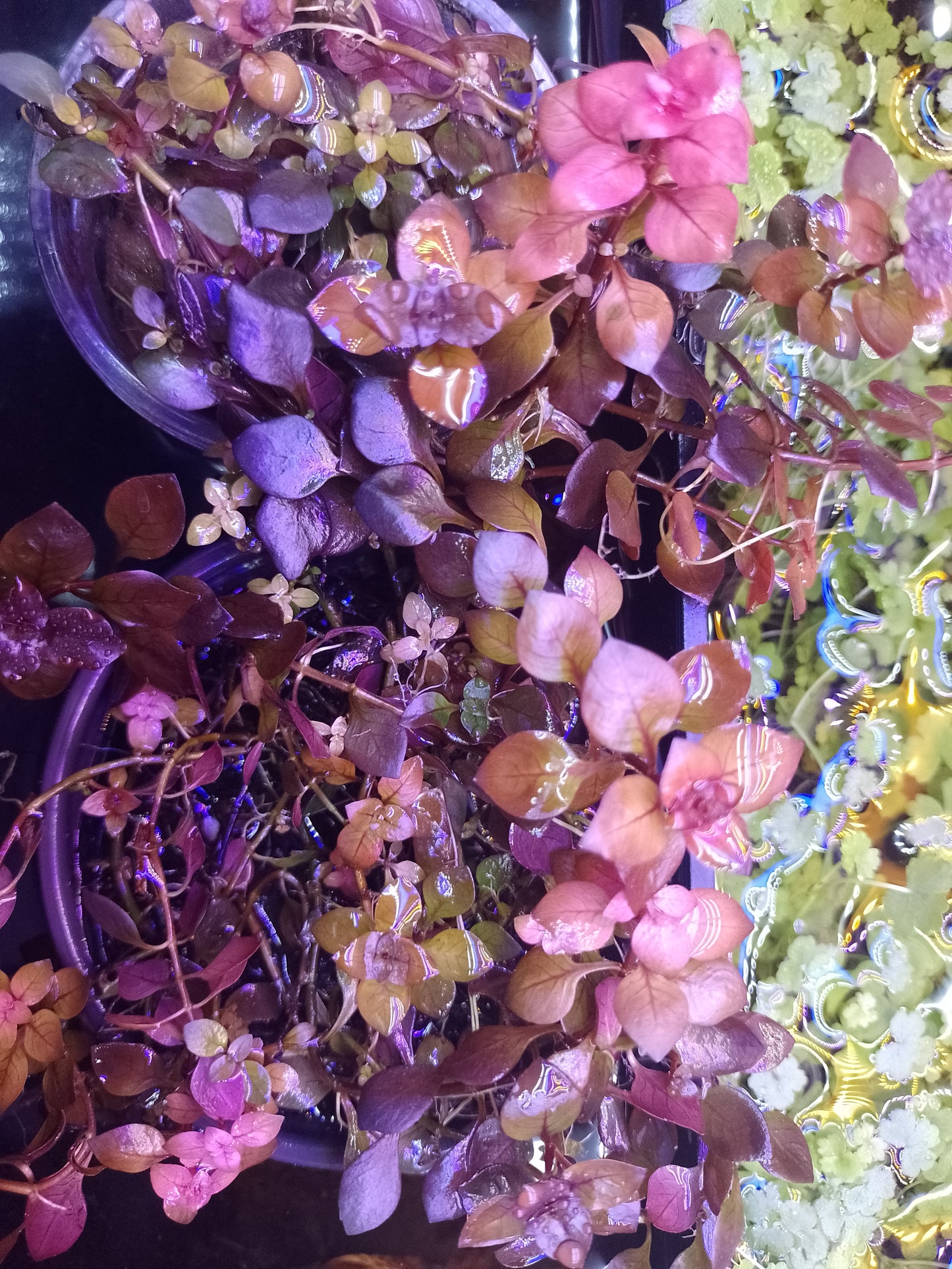 Ludwigia Mini "Super Red"