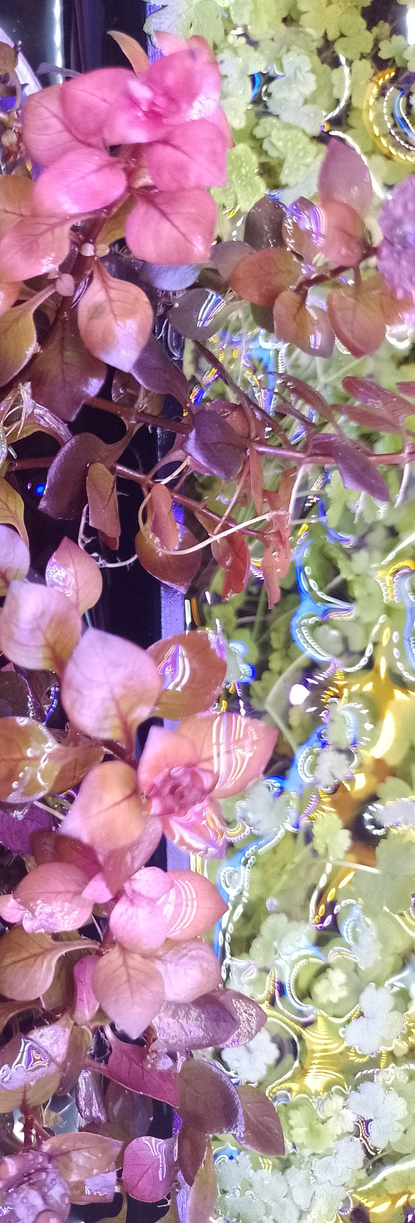Ludwigia Mini "Super Red"