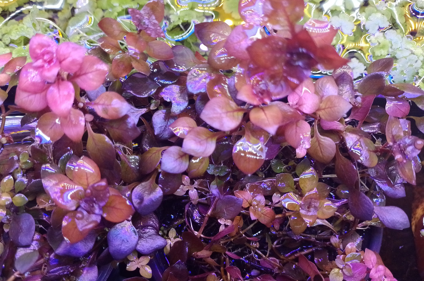 Ludwigia Mini "Super Red"