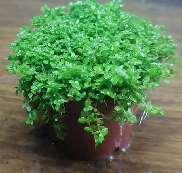 Hemianthus "Cuba"