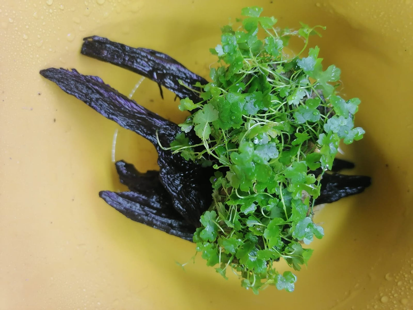 Hydrocotyle Tripartita sp "Japon"