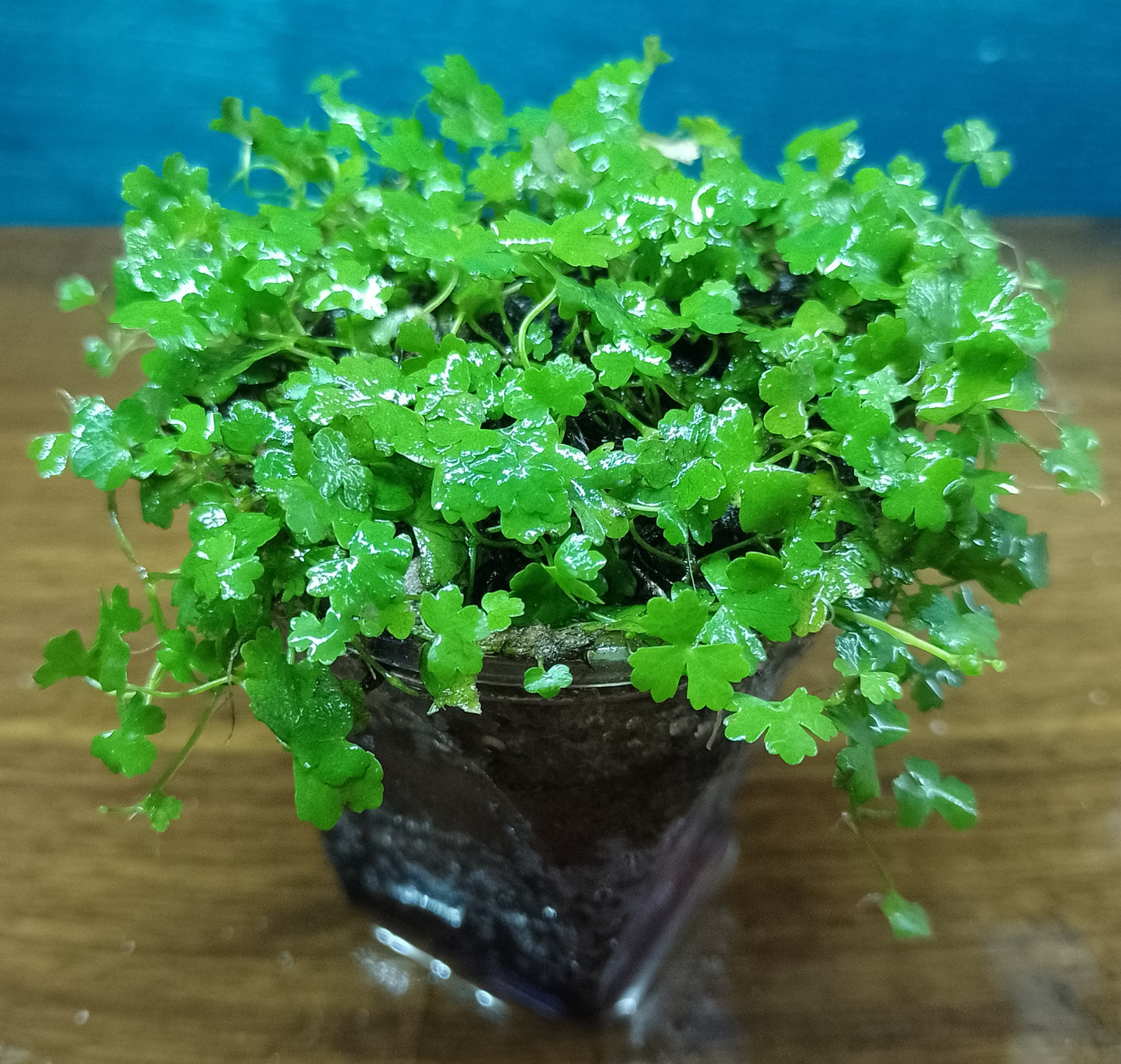 Hydrocotyle Tripartita sp "Japon"