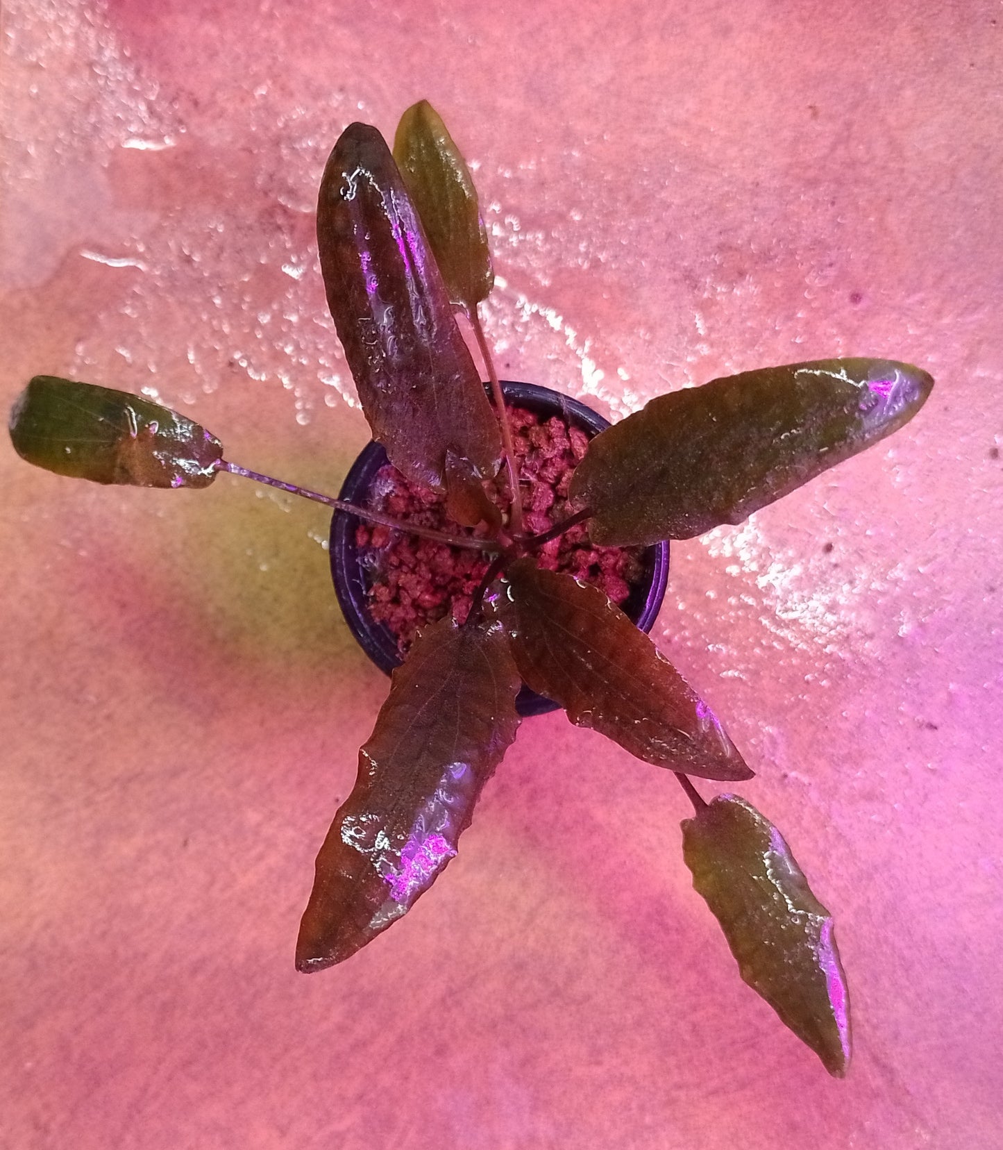 Cryptocoryne Wendtii Brown