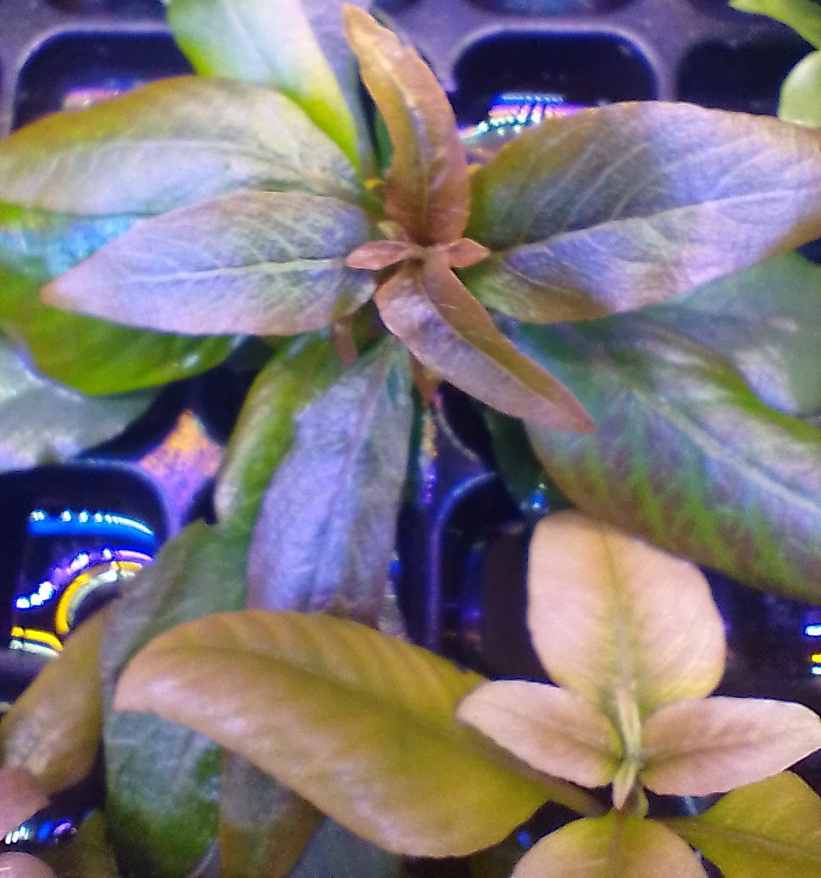 Hygrophyla Compact